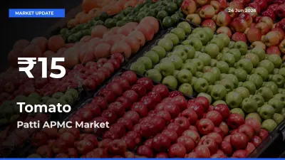 Tomato Mandi Rate Today: 30-Day Low Recorded in Patti APMC