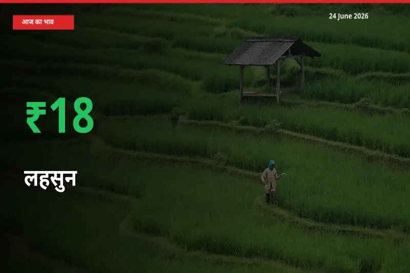 आज का मंडी भाव: लहसुन के दाम मंडी में 18.28% ऊपर