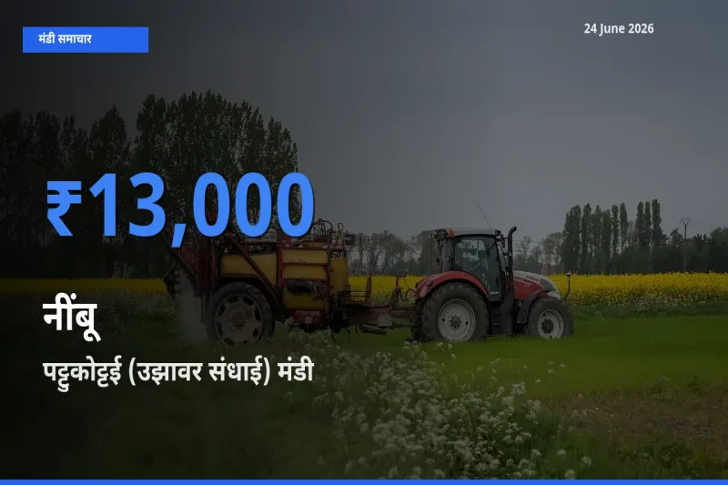 24 June अपडेट: नींबू के सबसे ऊँचे दाम पट्टुकोट्टई (उझावर संधाई) मंडी में