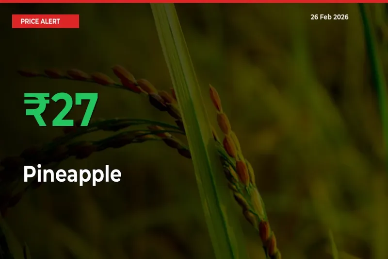 Big Rally! Pineapple Climbs 26.81% in 24 Hours at Top Mandis