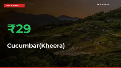 Sudden 28.84% Rally in Cucumbar(Kheera) Prices Across Mandis