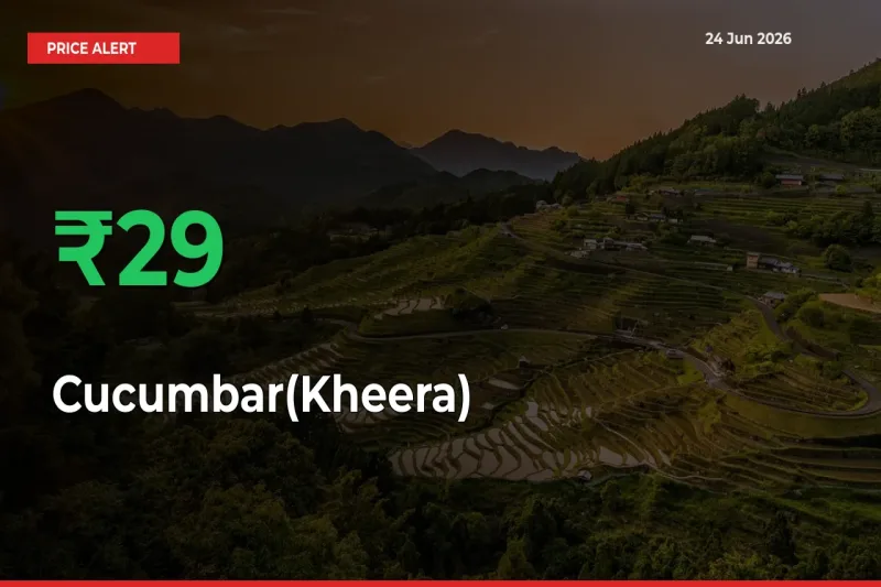 Sudden 28.84% Rally in Cucumbar(Kheera) Prices Across Mandis