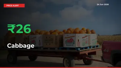 25.59% Spike in Cabbage Prices – Mandi Sees Sudden Rally