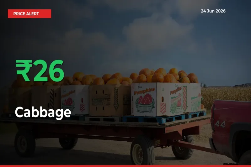 25.59% Spike in Cabbage Prices – Mandi Sees Sudden Rally