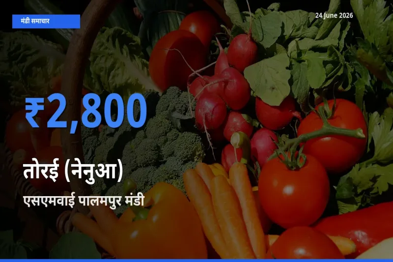 आज तोरई (नेनुआ) के सबसे ऊँचे दाम ₹2,800 एसएमवाई पालमपुर मंडी में