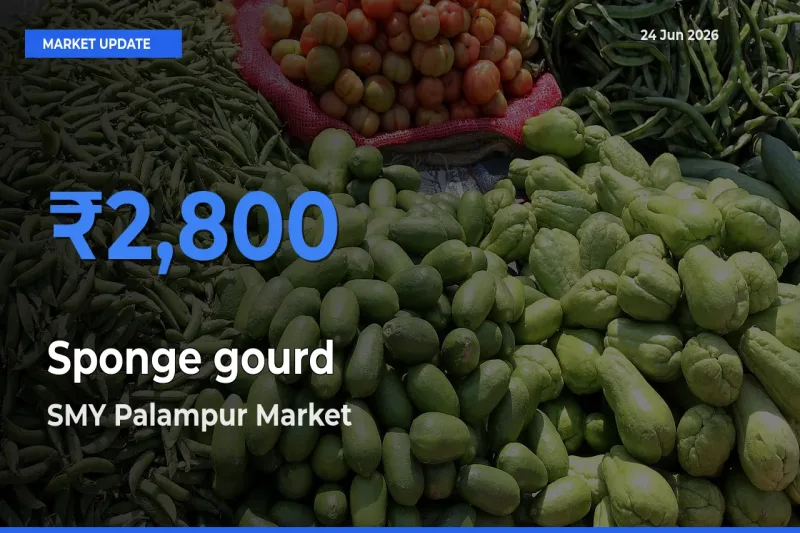 SMY Palampur Emerges as Top Mandi for Sponge gourd Prices Today