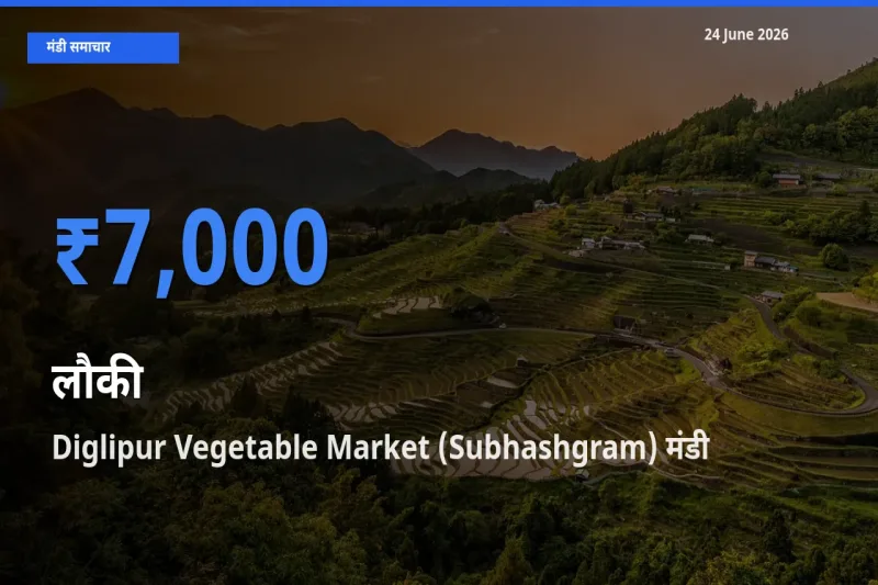आज लौकी के सबसे ऊँचे दाम ₹7,000 Diglipur Vegetable Market (Subhashgram) मंडी में