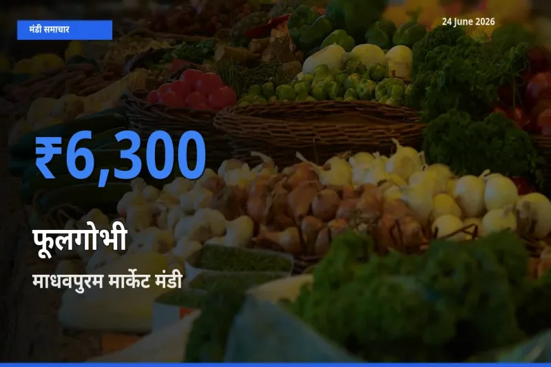आज फूलगोभी के सबसे ज़्यादा दाम माधवपुरम मार्केट मंडी में दर्ज