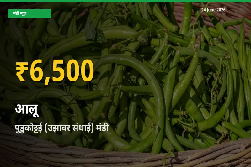 पुडुकोट्टई (उझावर संधाई) में आलू ₹6,500 पर पहुँचा – अब तक का उच्चतम भाव