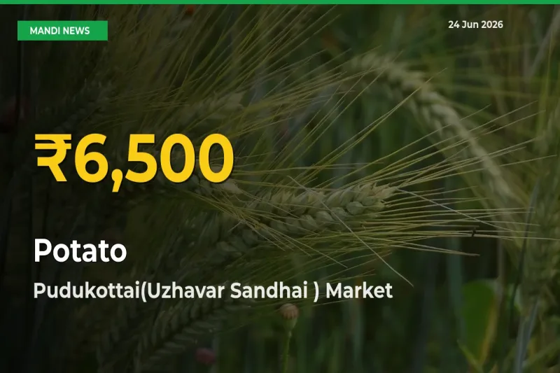 Pudukottai(Uzhavar Sandhai ) Leads as Potato Hits Highest Rate – June 24 Update