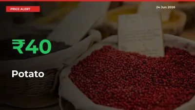 Sudden 40.2% Rally in Potato Prices Across Mandis