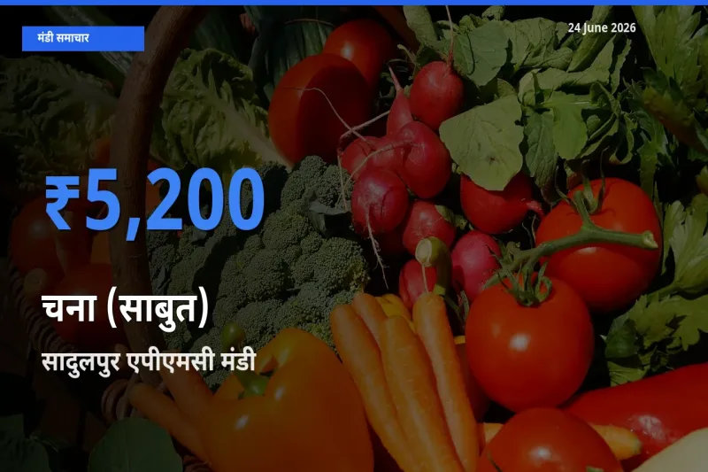 सादुलपुर एपीएमसी मंडी में चना (साबुत) ₹5,200 पर पहुँचा – आज का सर्वोच्च भाव