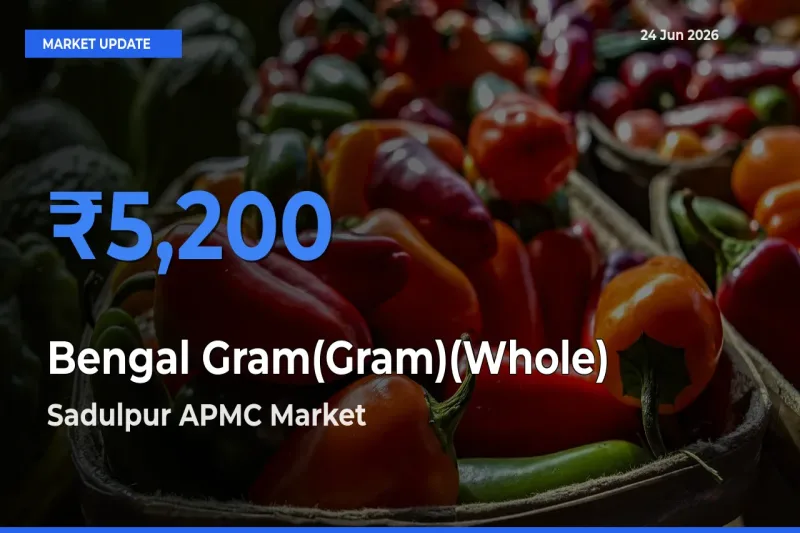 Market Watch: Sadulpur APMC Becomes Top Mandi for Bengal Gram(Gram)(Whole)