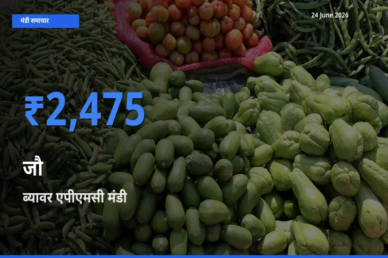 आज जौ के सबसे ज़्यादा दाम ब्यावर एपीएमसी मंडी में दर्ज