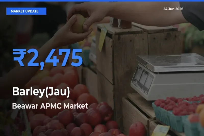 Beawar APMC Tops Barley(Jau) Mandi Rates Today