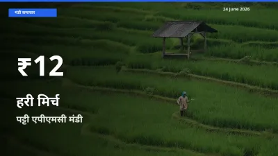 पट्टी एपीएमसी में हरी मिर्च ₹12 पर गिरा – 30 दिन का न्यूनतम भाव