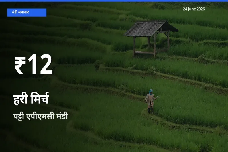 पट्टी एपीएमसी में हरी मिर्च ₹12 पर गिरा – 30 दिन का न्यूनतम भाव