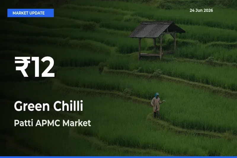 Green Chilli Mandi Rate Today: 30-Day Low Recorded in Patti APMC