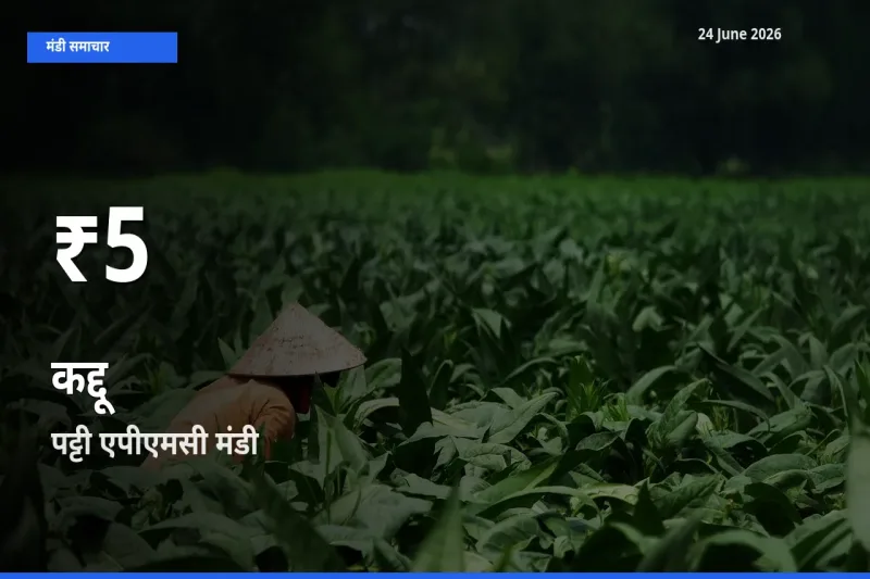 पट्टी एपीएमसी में कद्दू ₹5 पर गिरा – 30 दिन का न्यूनतम भाव