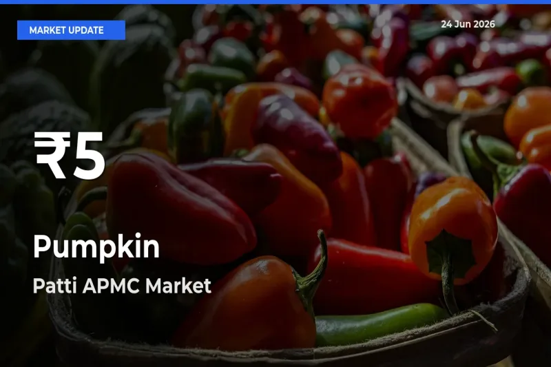 Pumpkin Mandi Rate Today: 30-Day Low Recorded in Patti APMC