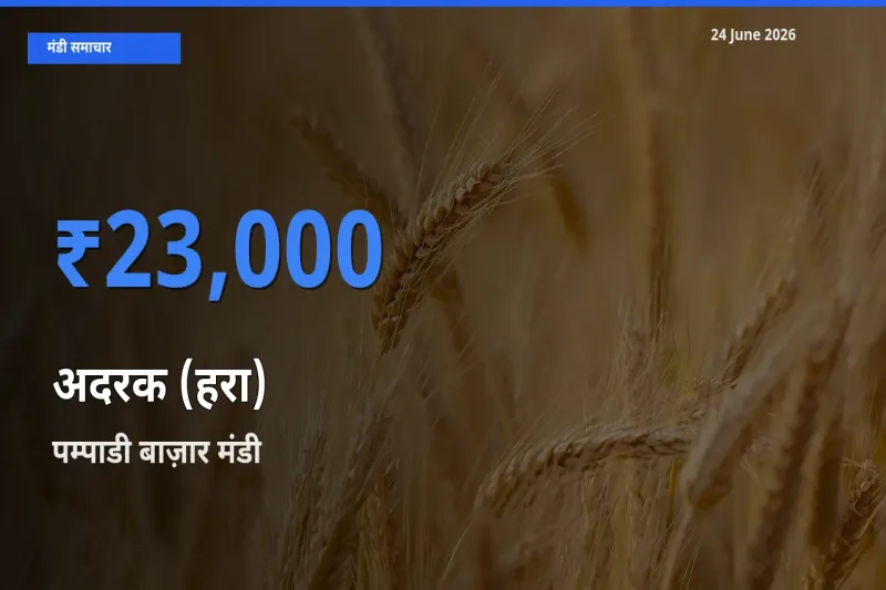 बाज़ार संकेत: पम्पाडी बाज़ार बना अदरक (हरा) के लिए आज की टॉप मंडी