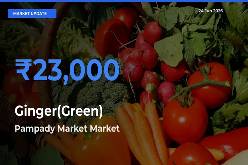 Pampady Market Emerges as Top Mandi for Ginger(Green) Prices Today
