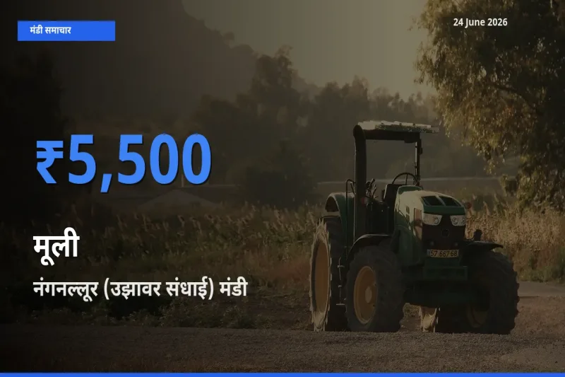 नंगनल्लूर (उझावर संधाई) मंडी में आज मूली के सबसे ऊँचे दाम दर्ज