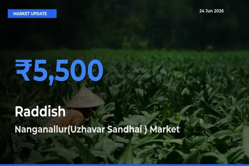 Nanganallur(Uzhavar Sandhai ) Tops Raddish Rates – June 24 Market Update