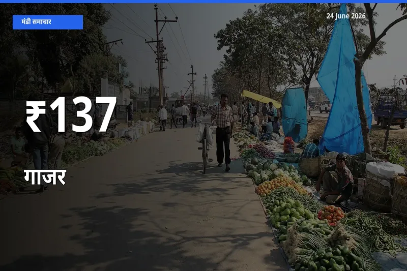 कई मंडियों में गाजर के भाव एक दिशा में, बाज़ार का रुख साफ