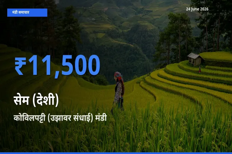 आज सेम (देशी) के सबसे ऊँचे दाम ₹11,500 कोविलपट्टी (उझावर संधाई) मंडी में