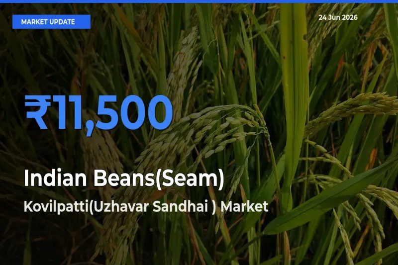 Market Watch: Kovilpatti(Uzhavar Sandhai ) Becomes Top Mandi for Indian Beans(Seam)