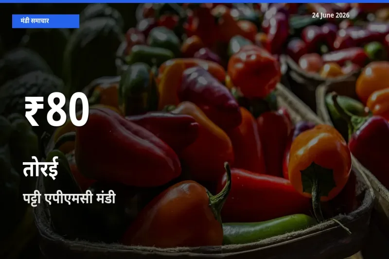 24 June अपडेट: तोरई के दाम 30 दिन के न्यूनतम स्तर पर, पट्टी एपीएमसी