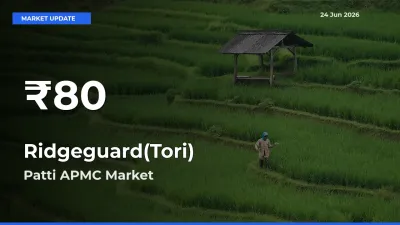 Big Drop! Ridgeguard(Tori) Slides to 30-Day Low at Patti APMC
