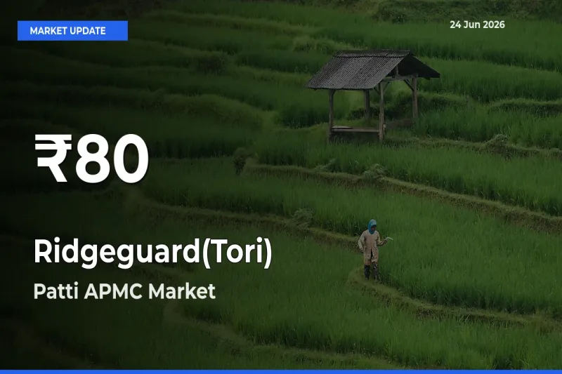 Big Drop! Ridgeguard(Tori) Slides to 30-Day Low at Patti APMC