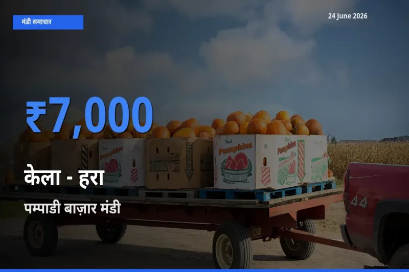 आज केला - हरा के सबसे ऊँचे दाम ₹7,000 पम्पाडी बाज़ार मंडी में