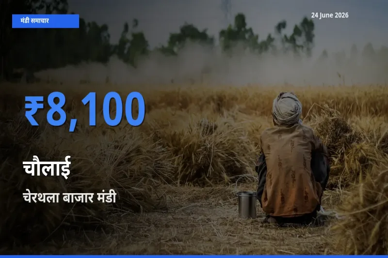 किसानों की पसंद बना चेरथला बाजार, चौलाई के सबसे अच्छे दाम