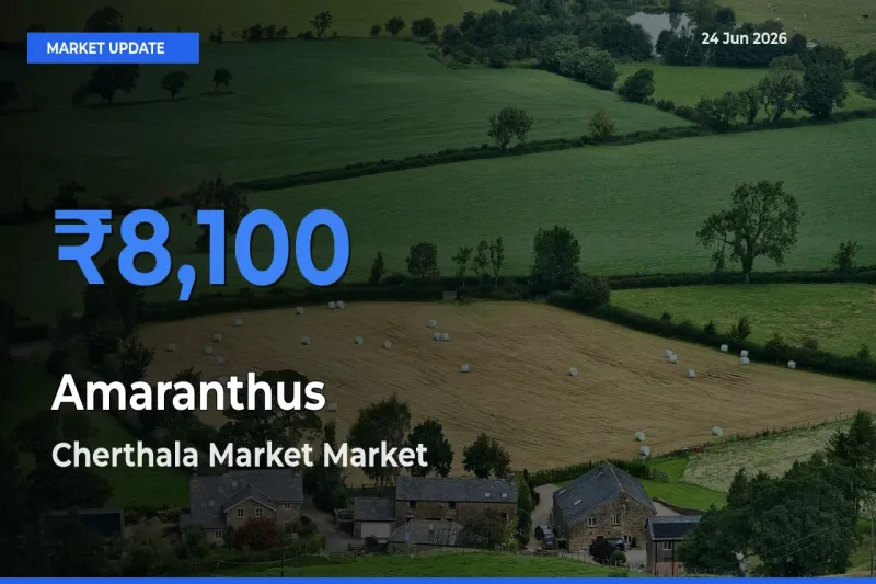 Farmers Prefer Cherthala Market as Amaranthus Hits Highest Rate