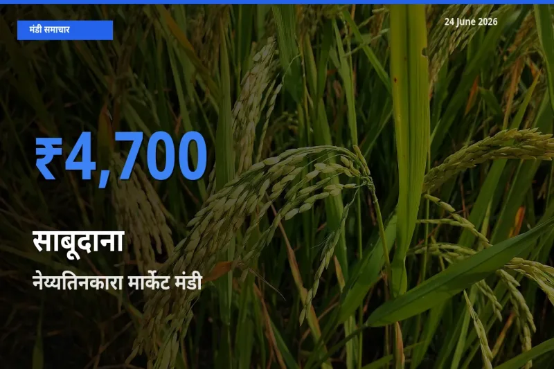 आज साबूदाना के सबसे ऊँचे दाम ₹4,700 नेय्यतिनकारा मार्केट मंडी में