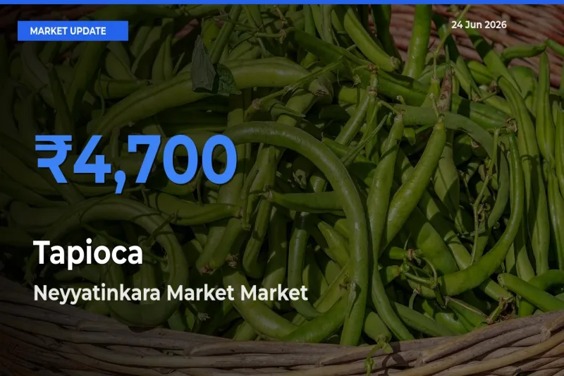 Tapioca Mandi Rate Today: Neyyatinkara Market Tops the List
