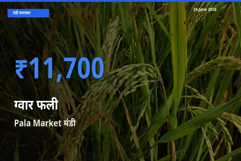 आज का मंडी भाव: ग्वार फली के सबसे ज़्यादा दाम Pala Market में