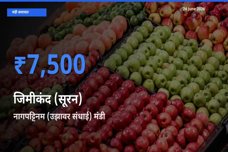 24 June अपडेट: जिमीकंद (सूरन) के सबसे ऊँचे दाम नागपट्टिनम (उझावर संधाई) मंडी में