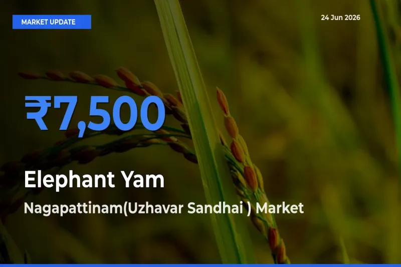 Nagapattinam(Uzhavar Sandhai ) Tops Elephant Yam Rates – June 24 Market Update