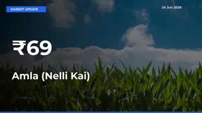 Amla (Nelli Kai) Mandi Prices Move in Sync Across Major Markets Today