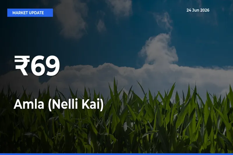 Amla (Nelli Kai) Mandi Prices Move in Sync Across Major Markets Today