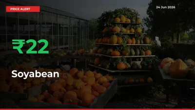 Sharp Jump! Soyabean Prices Climb 22.3% in 24 Hours at Key Mandis