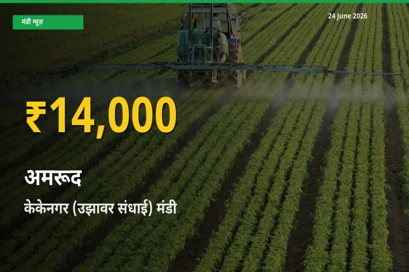 24 June अपडेट: केकेनगर (उझावर संधाई) में अमरूद के दाम रिकॉर्ड स्तर पर