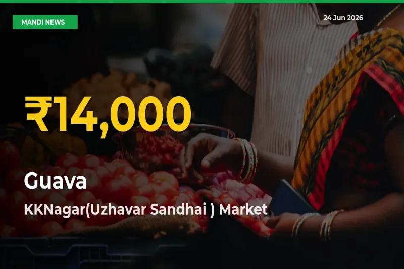Fresh Record! Guava Price Climbs to New High in KKNagar(Uzhavar Sandhai )