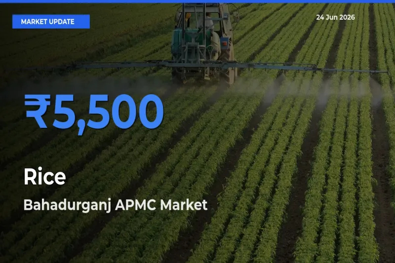 Farmers Prefer Bahadurganj APMC as Rice Hits Highest Rate
