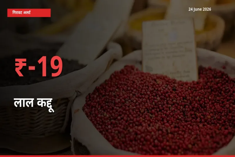 स्थानीय मंडी में लाल कद्दू के दाम अचानक 19.4% गिरे, किसानों की चिंता बढ़ी