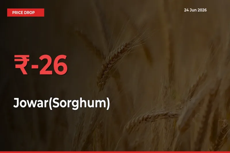 This Mandi Records 26.35% Fall in Jowar(Sorghum) Prices